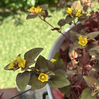 リシマキア,ピーマン,唐辛子,花のある暮らし,庭の画像