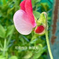 スイートピー,花のある暮らしの画像