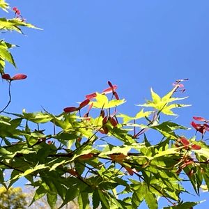 ガザニア,ニワゼキショウ,イロハモミジ,散歩にての画像