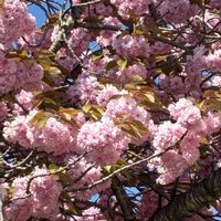 カリン,イロハモミジ,紅乙女椿,関山,オオムラザクラの画像
