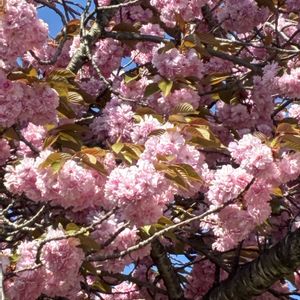 カリン,イロハモミジ,紅乙女椿,関山,オオムラザクラの画像