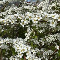 ユキヤナギ,白い花,北海道,春の訪れ,花っていいねの画像