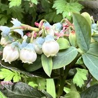 ブルーベリー,花のある暮らし,実家の庭にての画像