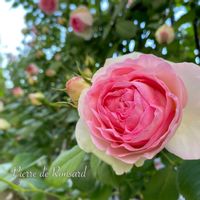 ピエールドゥロンサール,地植え,庭の花,つるバラ,花のある暮らしの画像