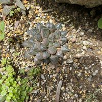 オブツーサ,ハオルチア,ミラーボール,多肉植物,軟葉系ハオルチアの画像