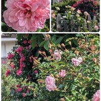 ジャーマンアイリス,ソラマメ,ユッカ 斑入り,ピンクの花✨,今日のお気に入りバラの画像