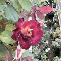 バラ・つるデンティベス,デンティベス,ディープボルドー,パブロワ,薔薇(スウィートフロウ)の画像