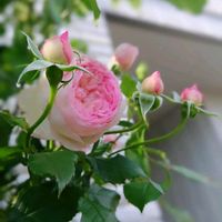 薔薇,薔薇,花のある暮らし,薔薇ザミルオンザフロス,玄関アプローチの画像