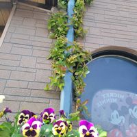 ハツユキカズラ,パンジ－,花のある暮らし,GSの繋がりに感謝♡,真っ赤な火曜日の画像