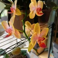 ガジュマル,胡蝶蘭,胡蝶蘭,デンドロビューム,アボカド鉢植えの画像