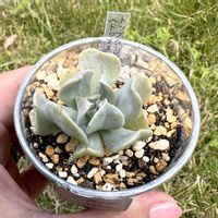 トップシータービー,トップスプレンダー,トップシーダービー,多肉植物,セリア缶の画像