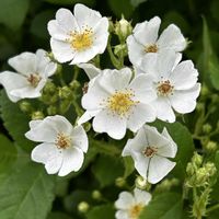 ノイバラ,散歩,GSのみなさんに感謝♡,小さな幸せ♡,今日のお花の画像
