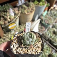 多肉,エケベリア,センセプルプ,多肉植物,ベランダガーデンの画像