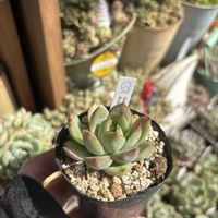 多肉,エケベリア,思い出露,多肉植物,ベランダガーデンの画像