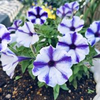 楽しみ〜,かわいい♡,太陽の光を浴びて,ありがとう♪,癒されます♥の画像