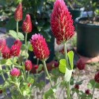 ストロベリーキャンドル,クリムゾンクローバー(ストロベリーキャンドル),花のある暮らし,おうち園芸,真っ赤な火曜日の画像