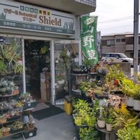 多肉植物,ウラボシ科,ビカクシダ属,食中植物,塊根の画像