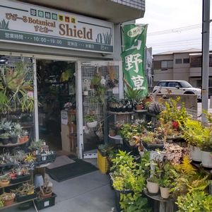 多肉植物,ウラボシ科,ビカクシダ属,食中植物,塊根の画像