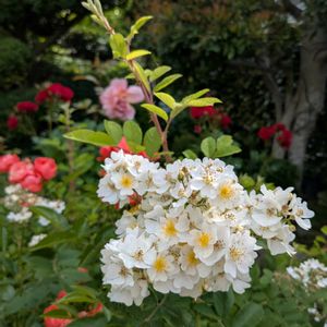 バラ（薔薇）,新緑の庭で,挿し木から成長,嬉しい❤️,ノイバラ♡の画像