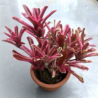 ネオレゲリア・ファイヤーボール,着生植物,タンクブロメリア,おうち園芸,バルコニー/ベランダの画像