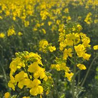 菜の花,菜の花,ナノハナ,黄色,北海道の画像