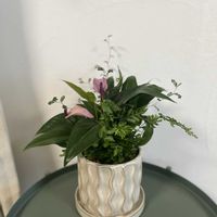 プテリス,ソフォラ・ミクロフィラ,斑入りスパティフィラム,アンスリウム　ジゾー,寄せ植えの画像