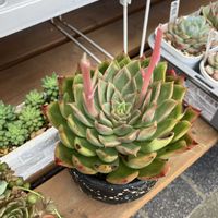 ウォーターリリー×シャビアナ,多肉植物,多肉寄せ植え,エケベリア属,多肉棚の画像