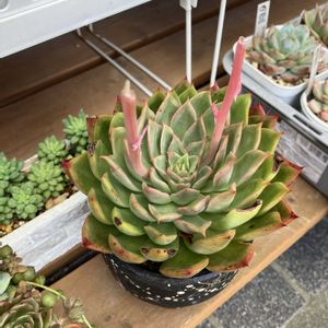 ウォーターリリー×シャビアナ,多肉植物,多肉寄せ植え,エケベリア属,多肉棚の画像