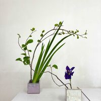 マンサク,花菖蒲,いけばな,草月流の画像