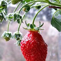 イチゴ,レモン,紅茶ティーバッグ,箱買いのイチゴの画像