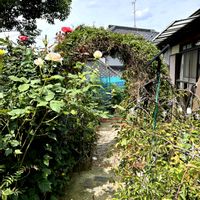 ハゴロモジャスミン,庭の画像