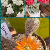 神刀,白檀,金魚草アールグレイの画像