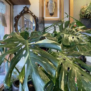 モンステラ,斑入りモンステラ,観葉植物,植物のある暮らし,店内ディスプレイの画像