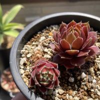 センペル,多肉植物,ネコ好き,多肉中毒,植中毒の画像