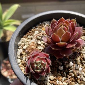 センペル,多肉植物,ネコ好き,多肉中毒,植中毒の画像