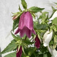 ホタルブクロ,ホタルブクロ,ホタルブクロ,開花,可愛いの画像