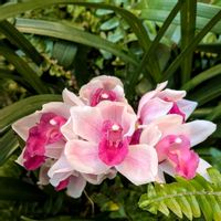 シンビジウム,観葉植物,洋ラン,熱帯植物,植物のある暮らしの画像