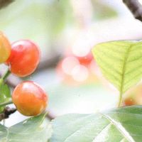 サクランボ,サクランボ,かわいい♡,世界平和,庭の画像