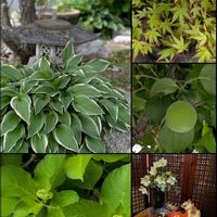 コシアブラ,モミジガサ,スナップエンドウ,たらの芽,ウドの画像