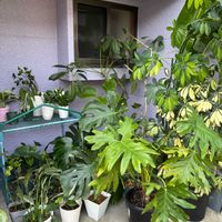 クレソン,観葉植物達,ハマダイコン,ゆりの木,因幡の白兎の画像