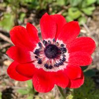 アネモネ,季節のお花,花好き,姑の庭の画像