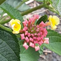 ランタナ,散歩の途中の画像