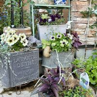 宿根バーベナ,トレニア カタリーナ ブルーリバー,バーベナマンハッタン,寄せ植え,花のある暮らしの画像