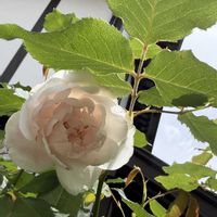 ばら バラ 薔薇,フェンス,庭の画像