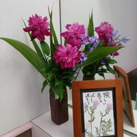 シャクヤク,バビアナ,マツバギク,ルピナス,白檀の画像