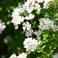 スイカズラ,ノイバラ,エキウム・ウィルドプレッティ,ユリノキ,ユリノキの花の画像