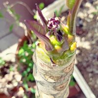 プルメリア,フランジパニ,pua melia,ベランダー,花のある暮らしの画像