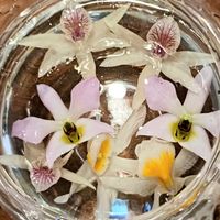 デンドロビウム,洋ラン,花手水,蘭の底無し沼の画像