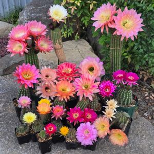 サボテン,花サボテン,サボテンの花,さぼてんの花の画像