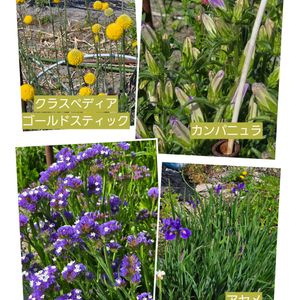 花のある暮らし,スマホ撮影,癒やし,畑の画像